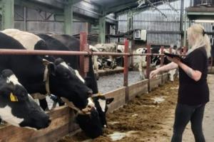 Fear of humans is tested by approaching a cow when she is at the feed-face and assessing how close you can get before the cow withdraws