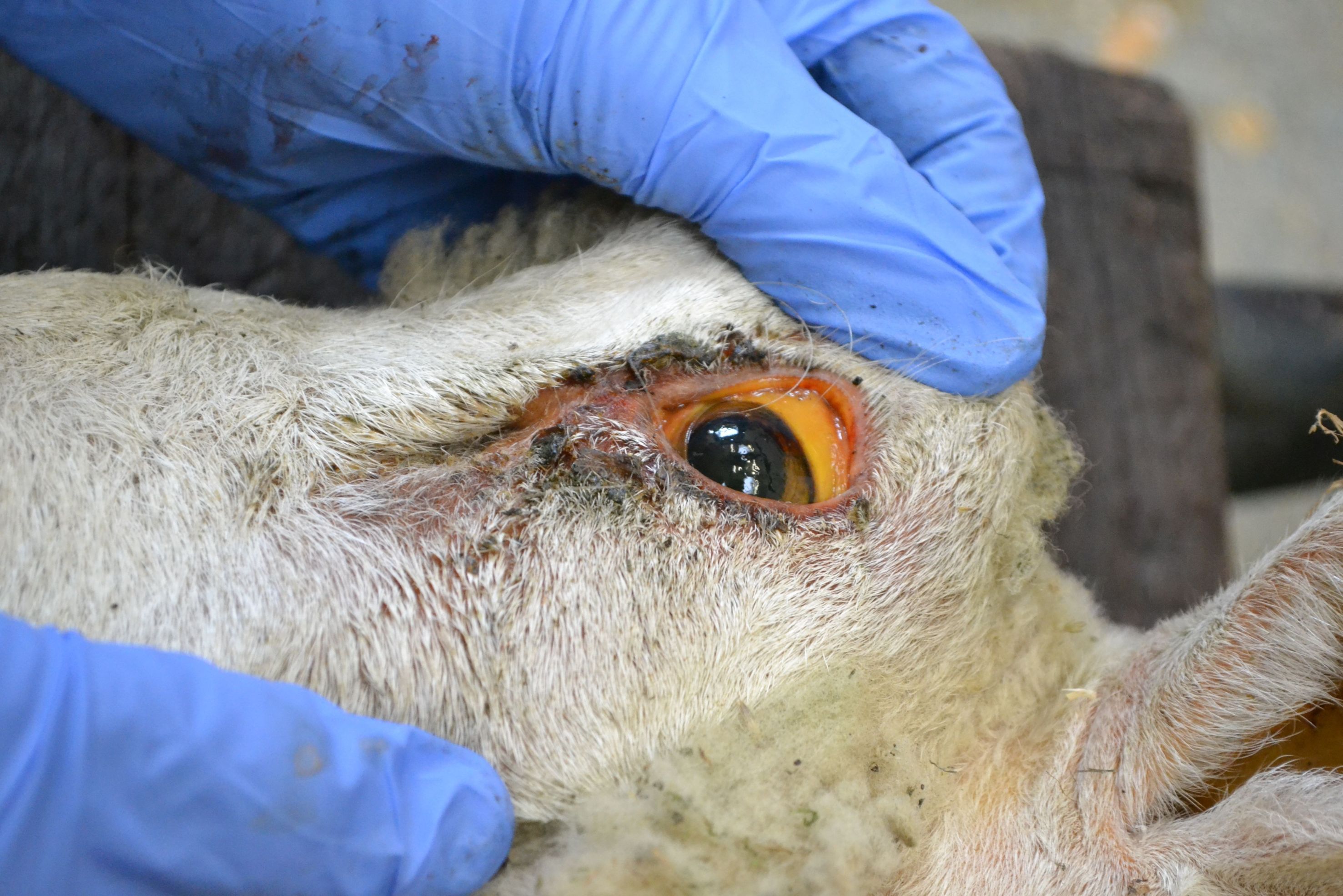 Afbi Warns About The Risk Of Chronic Copper Poisoning In Sheep Agri Food And Biosciences Institute