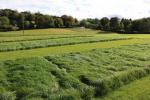 Grass trials at AFBI Loughgall