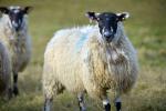 The changeable weather we are experiencing is also a risk factor for chronic copper poisoning in sheep
