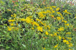 Image of Ragwort growing in a hedgerow