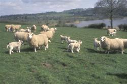 Sheep are susceptible to acute fluke infection in Autumn