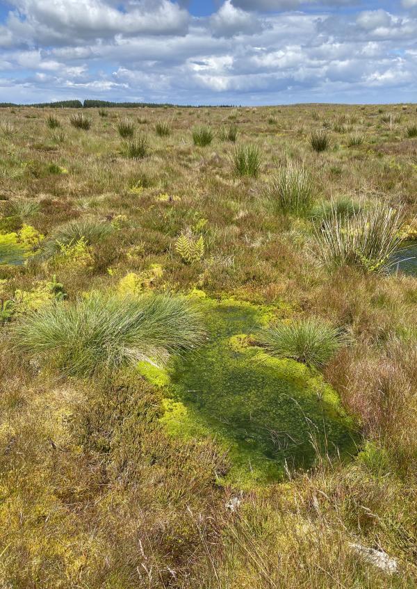 Image showing the Peatland Restoration at the Forest to Bog site on the CAFRE Hill Farm.