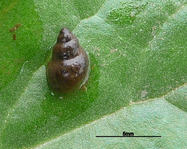 Galba truncatula: The snail host of liver fluke and rumen fluke