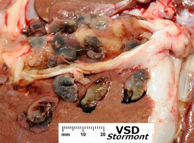 Adult liver flukes in sheep liver