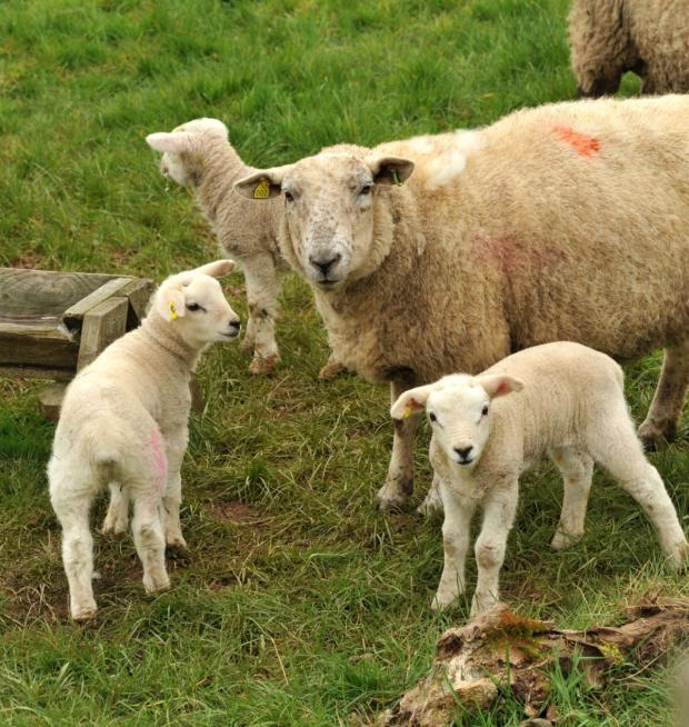 AFBI warns of potential Nematodirus infection in young lambs