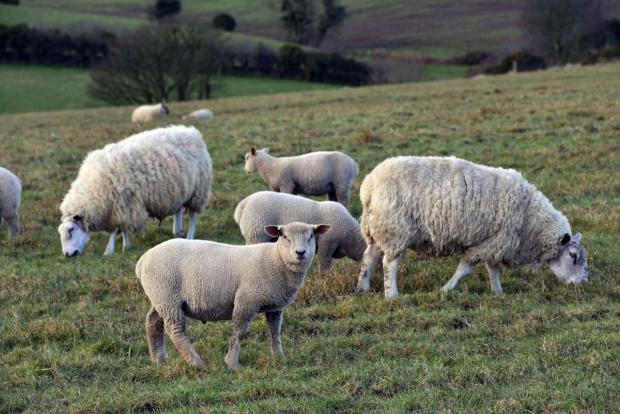 The overall risk of liver fluke infection in cattle and sheep during this autumn and winter will be high across all areas of Northern Ireland.