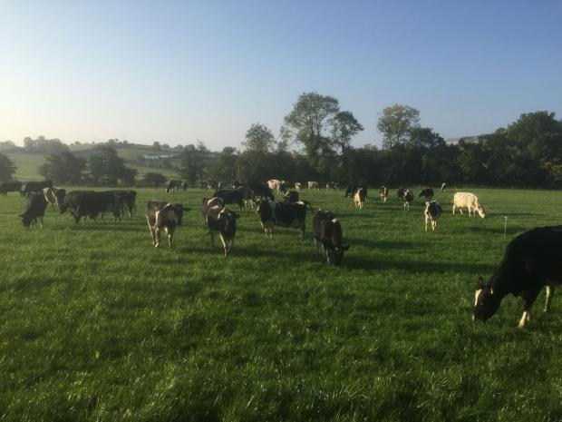 Ian McClelland’s 70 cow Holstein-Friesian dairy herd which averaged 8700 litres per cow in 2016, producing over 3500 litres from forage.