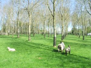 Agroforestry at AFBI Loughgall offers many benefits to a sheep grazing system.