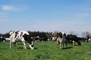 Grazed grass is our cheapest feed, but how do we estimate its energy content?