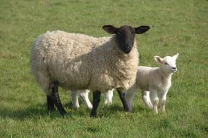 Schmallenberg (SBV) is a viral disease affecting cattle, sheep, goats, other ruminants and camelids, with cases mainly recorded in sheep and cattle