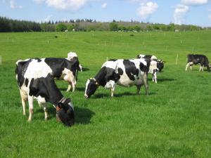 Dairy cows grazing in AFBI Hillsborough