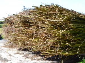 Harvested whole willow stems stacked for natural drying with waterproof cover fitted.