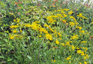 Image of Ragwort growing in a hedgerow